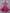 Kalini Women Magenta & Gold-Toned Ethnic Motifs Printed Anarkali Kurta - Distacart