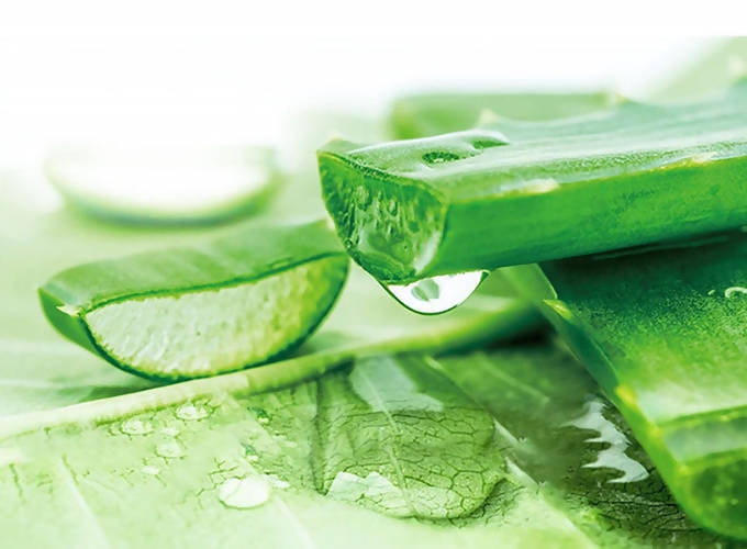 Sulfate Free potent Aloe +Bamboo Real Botanicals Strength Shampoo