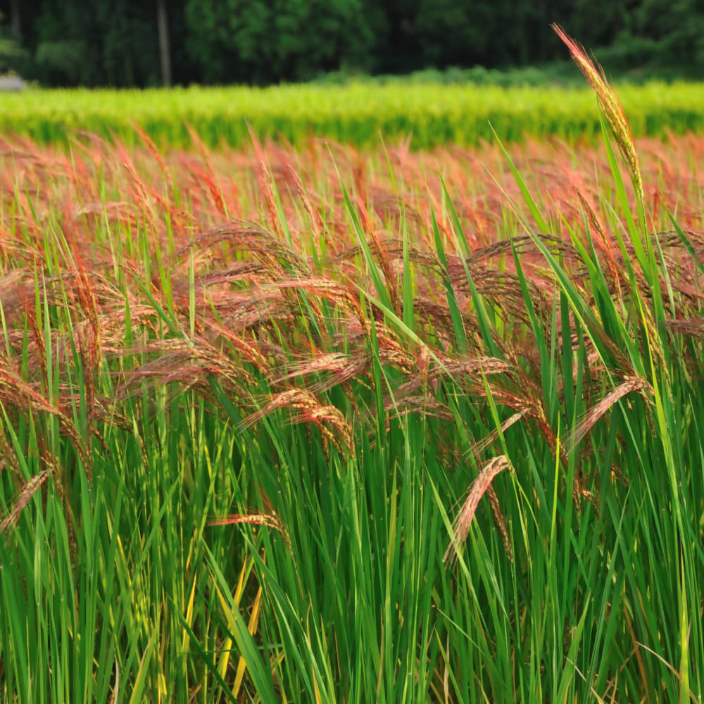 Freshon Red Rice Organic - Distacart