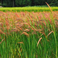 Thumbnail for Freshon Red Rice Organic - Distacart