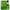 Old Tree Essential Pure & Natural Tea Tree Essential Oil - Distacart