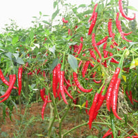 Thumbnail for Freshon Red Chilly Byadagi (Naturally Grown)