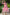 Juniper Women's Pink Printed Teired Dress - Distacart