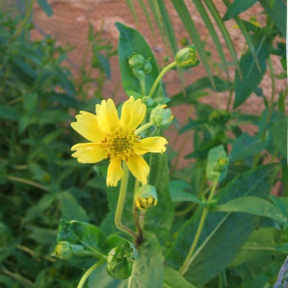 Freshon Niger Seeds