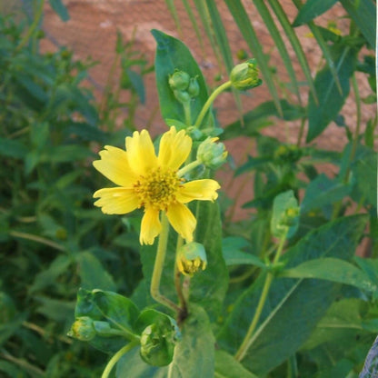 Freshon Niger Seeds