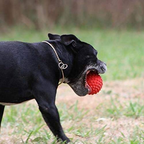 Goofy Tails Dog Ball Dog Toys Spiked Rubber Ball - Distacart