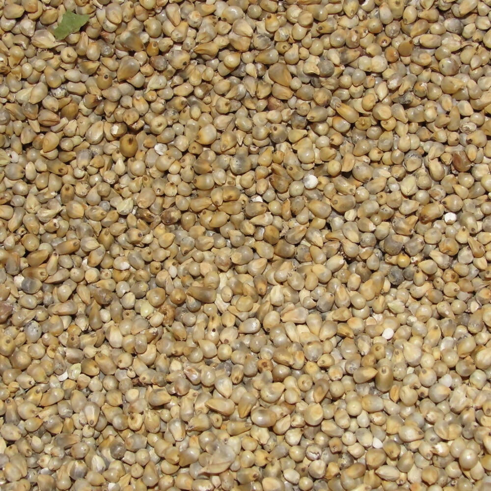 Freshon Pearl Millet - Natural - Distacart
