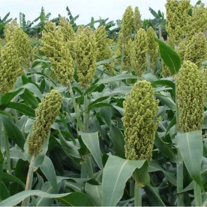 Jowar Flour - Bijapura Jola