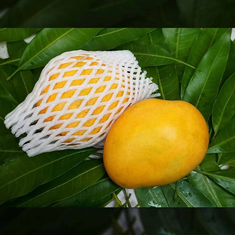 Banganapalli Mangoes - Distacart