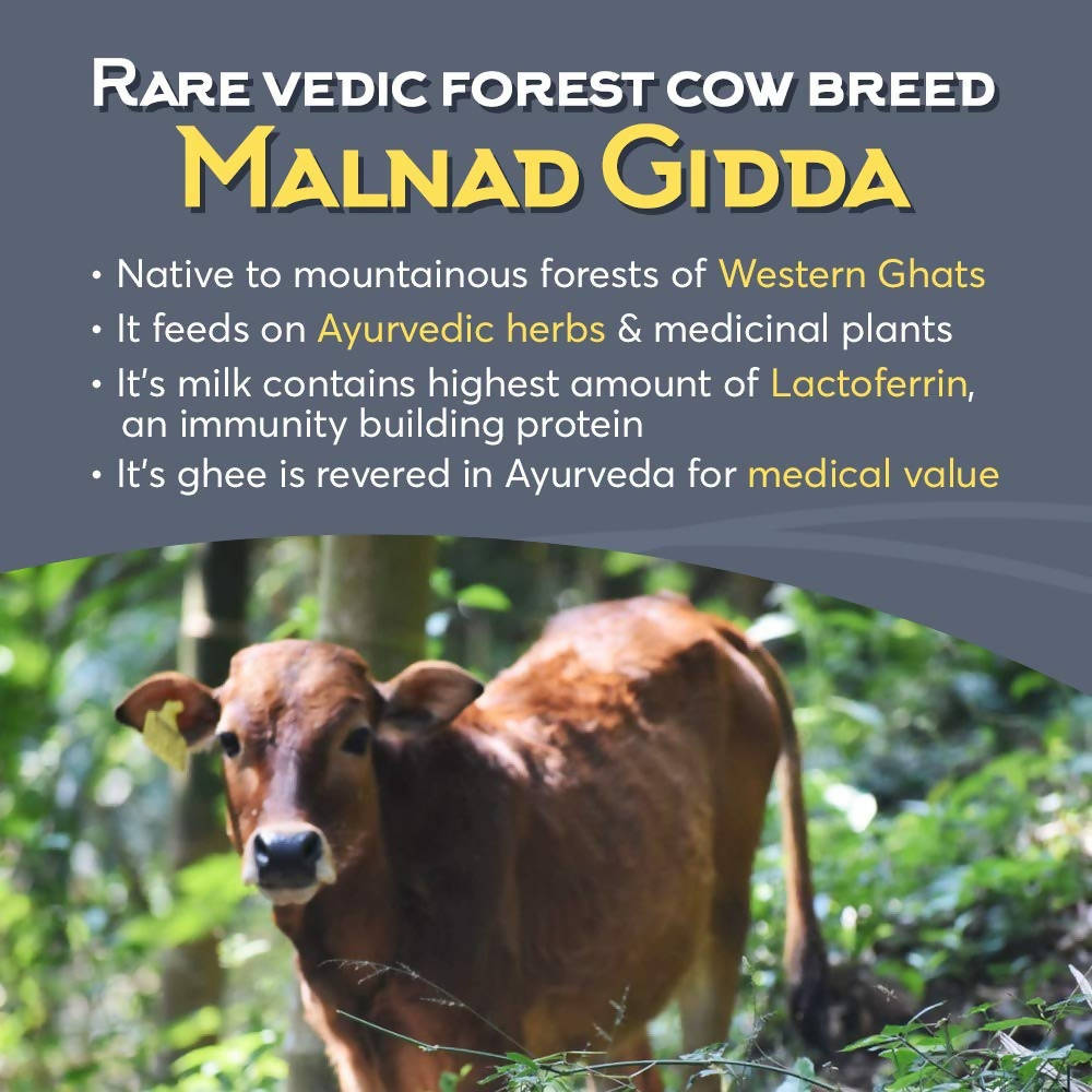 Indic Organics Forest Grazing Malnad Gidda Desi Cow's A2 Ghee